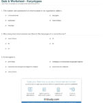 Quiz  Worksheet  Karyotypes  Study Or Karyotype Worksheet Answer Key