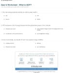 Quiz  Worksheet  What Is Adp  Study With Atp Adp Cycle Worksheet 11