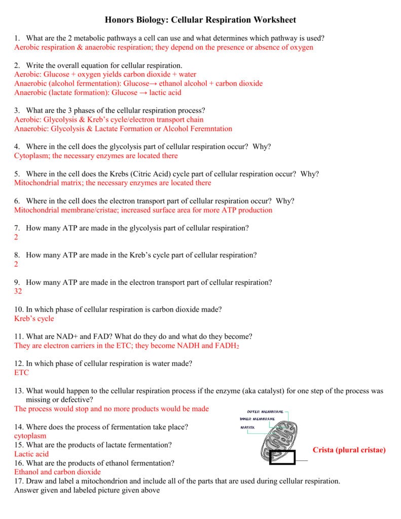 Respiration Worksheet Inside Cellular Respiration And Fermentation Worksheet Answers