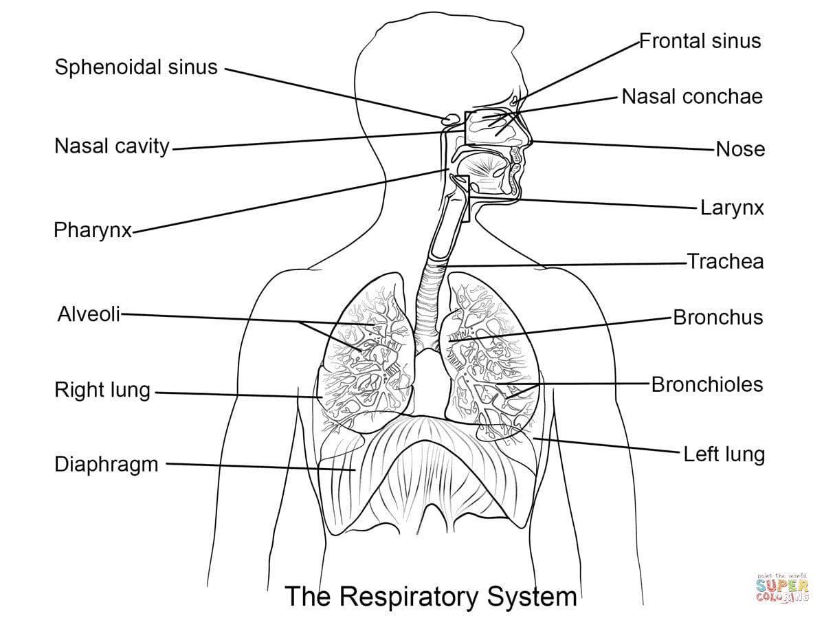 Respiratory System Coloring Page  Coloring Home For Human Respiratory System Worksheet