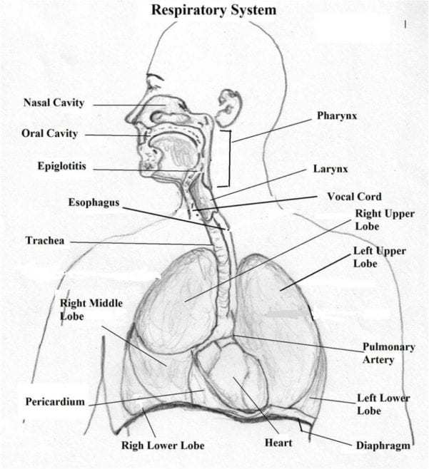 12-best-images-of-respiratory-system-worksheet-answer-key-respiratory-system-worksheet-answers