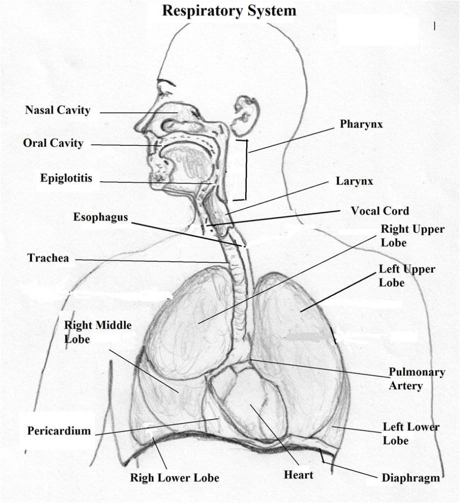 Respiratory System Lesson Plan Together With Human Respiratory System Worksheet