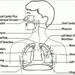 Respiratory System Worksheet Inside Human Respiratory System Worksheet