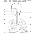 Respiratory System Worksheet Within Human Respiratory System Worksheet