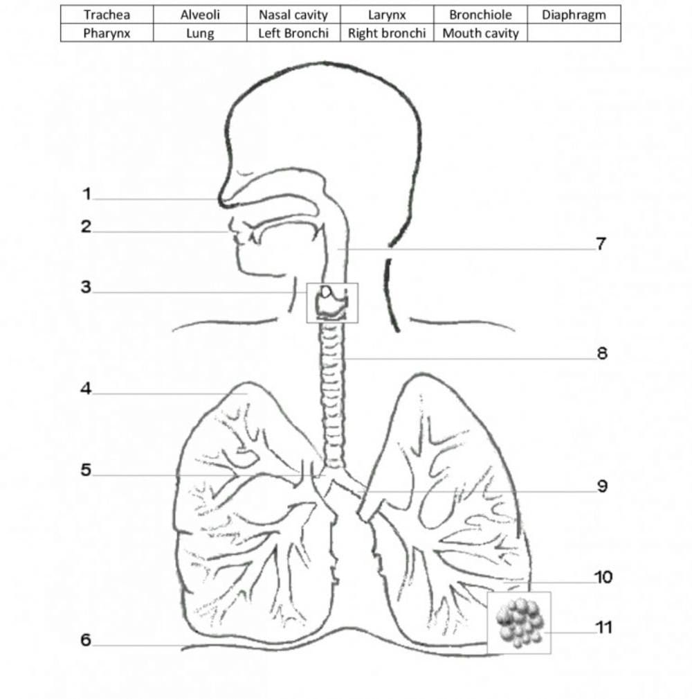 Respiratory System Worksheet Within Human Respiratory System Worksheet
