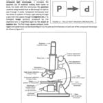 Review Sheet 2 Microscope The Compound Light Or The Compound Light Microscope Worksheet