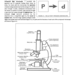 Review Sheet 2 Microscope The Compound Light Pertaining To Using A Compound Light Microscope Worksheet
