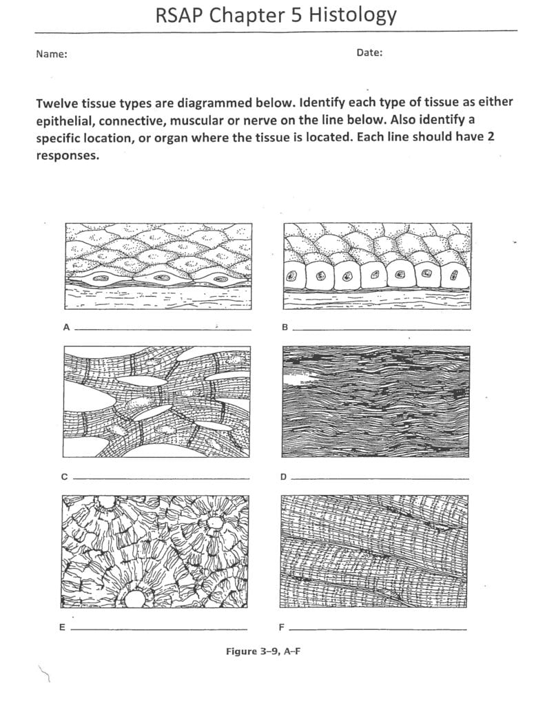 Rsap Chapter 5 Histology Inside Body Tissues Worksheet