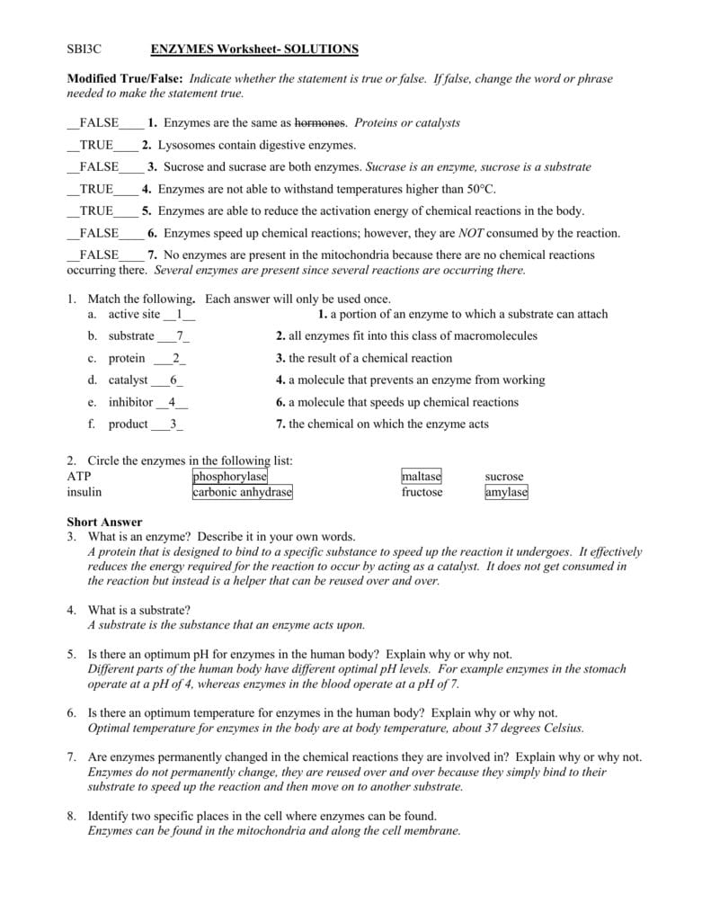Sbi3C Enzymes Worksheet Solutions Modified Truefalse With Regard To Enzyme Worksheet Answers
