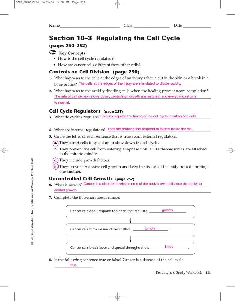 Section 10–3 Regulating The Cell Cycle Intended For Regulating The Cell Cycle Worksheet