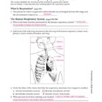 Section 37–3 The Respiratory System Pages 956–963 As Well As Human Respiratory System Worksheet