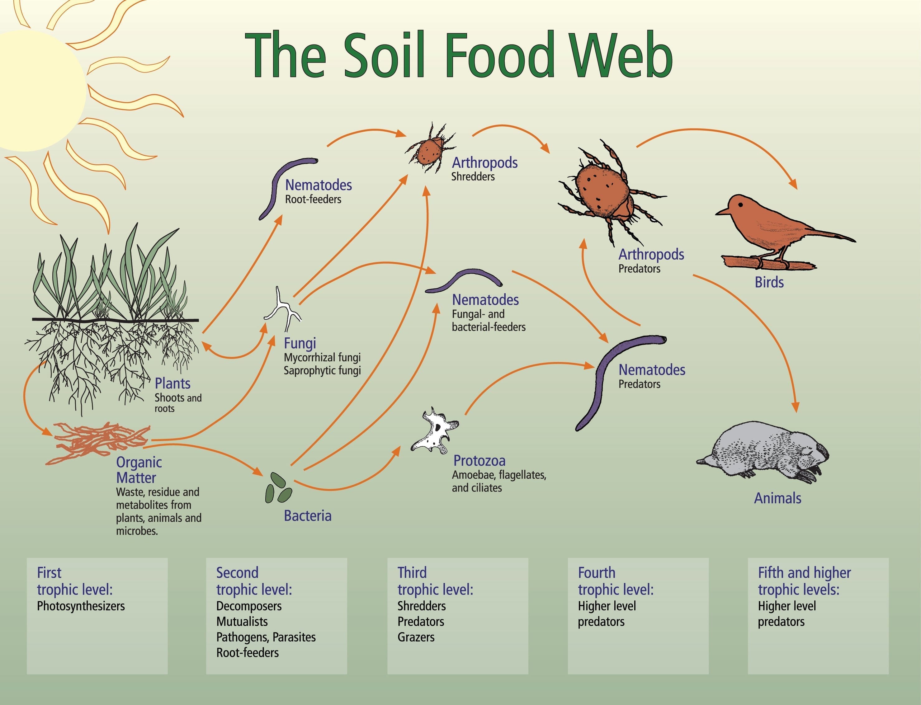 Soil Food Web  Nrcs Soils Inside Food Web Worksheet Pdf