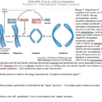 Solved Biol230W Week 8 – Cell Cycle Regulation Worksheet Also Regulating The Cell Cycle Worksheet