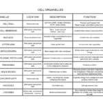 Structure And Function  Stolp's Science Along With Cellular Structure And Function Worksheet