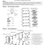 Structure Of Dna And Replication Worksheet Answers  Briefencounters Throughout Structure Of Dna And Replication Worksheet Answers