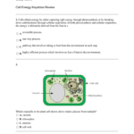 Study Island Cell Energy Keystone Review For Cellular Respiration Breaking Down Energy Worksheet