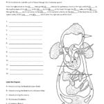 Summary Of Circulatory System Also Cardiovascular System Worksheet Answers