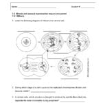 Sw Science 10 Unit 1 Mitosis Worksheet Pertaining To Onion Cell Mitosis Worksheet Answers