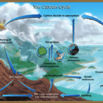 The Carbon Cycle Article  Ecology  Khan Academy And Role Of Photosynthesis In Carbon Cycling Worksheet