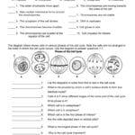 The Cell Cycle Worksheet In Cell Cycle And Mitosis Worksheet Answers