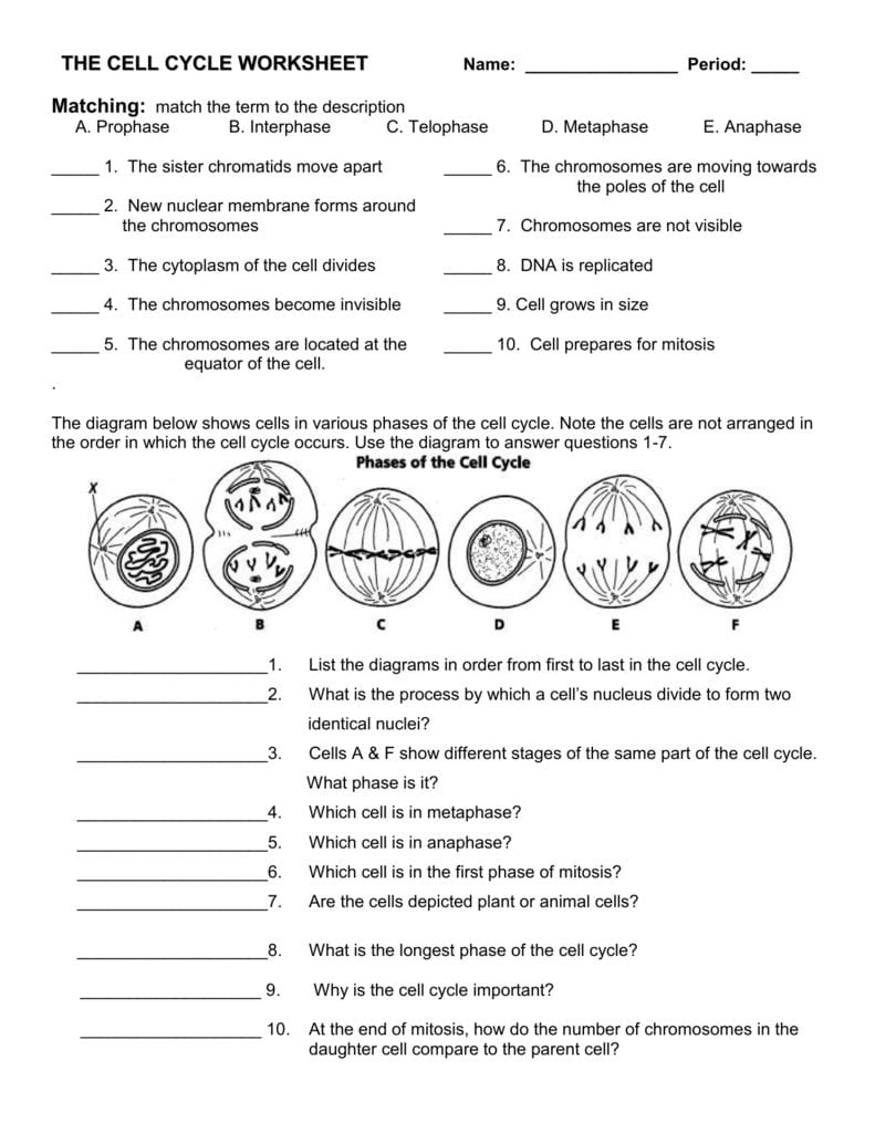 The Cell Cycle Worksheet Or Mitosis Worksheet Matching