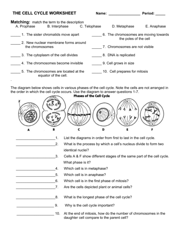 Cell Cycle Student Worksheet Answer Key / Mitosis Worksheet Phases Of