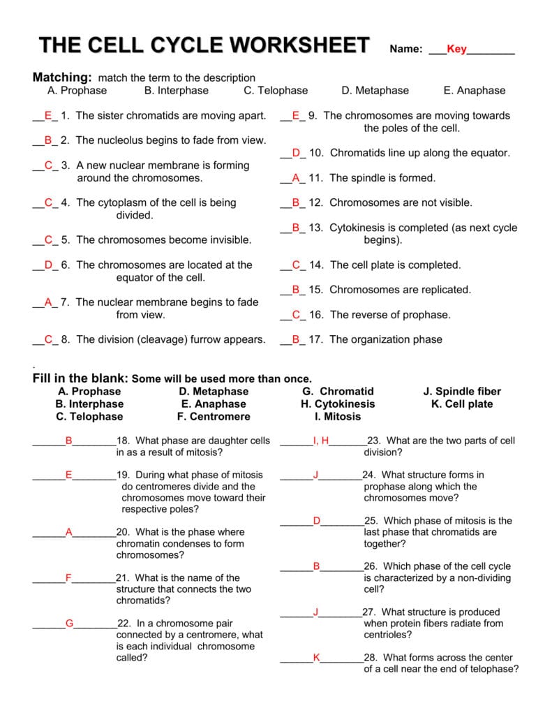 The Cell Cycle Worksheet With Cell Cycle And Mitosis Worksheet Answers