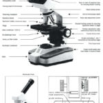 The Compound Light Microscope Worksheet  Briefencounters Intended For Using A Compound Light Microscope Worksheet
