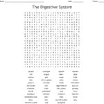 The Digestive System Word Search  Wordmint In Digestion Worksheet Answer Key
