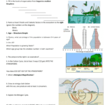 The Ecology Review Worksheet Together With Ecology Review Worksheet 1