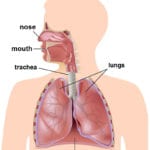 The Respiratory System Worksheet  Edplace As Well As Human Respiratory System Worksheet
