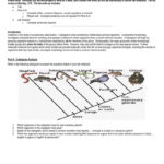 The World's Best Photos Of Cladogram And Worksheet  Flickr Hive Mind With Cladogram Worksheet Answers