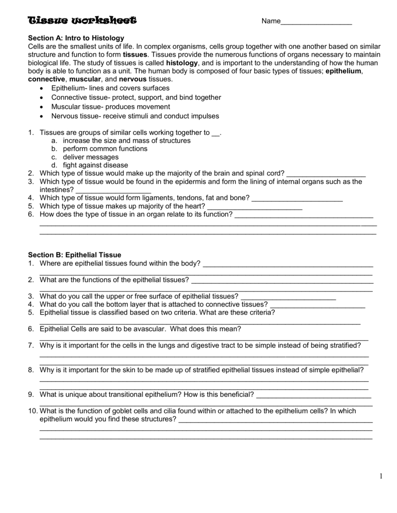 Tissue Worksheet In Tissue Worksheet Section A Intro To Histology Answers