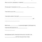 Transcription Worksheet And Answer Key As Well As Transcription Worksheet Answer Key