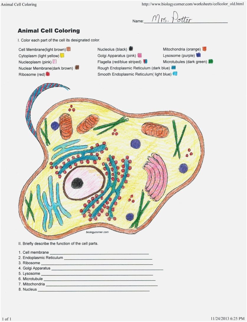 Unique Animal Cell Coloring Sheet Answer Key Yonjamedia Inside Animal Cell Coloring Worksheet Answers