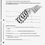 Unit 14 Dna Worksheet Structure Of Dna And Replication Answers For Dna Structure Worksheet Answers
