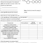 Unit 5 Photosynthesis And Cellular Respiration  Pdf Intended For Photosynthesis Amp Cellular Respiration Worksheet