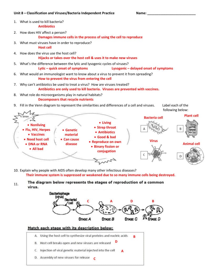 Unit 8 – Classification And Virusesbacteria Independent Practice And Viruses And Bacteria Worksheet