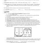 Vascular Lab Worksheet  Geriatric Assessment Tool Kit As Well As Ankle Brachial Index Worksheet