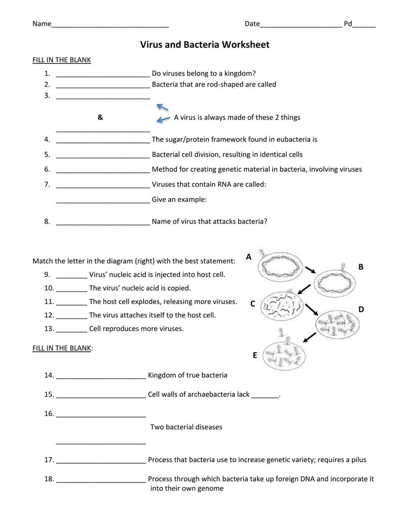 Virus And Bacteria Worksheet Regarding Viruses And Bacteria Worksheet
