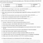 Water Carbon And Nitrogen Cycle Worksheet  Briefencounters Throughout Water Carbon And Nitrogen Cycle Worksheet Color Sheet Answers