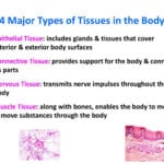 What Are The Four Major Tissue Types In Human Body  Tissue Photos Intended For Body Tissues Worksheet