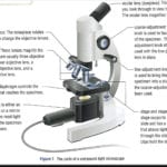What Sort Of Microscopes Are Used In Schools And Universities For The Compound Light Microscope Worksheet