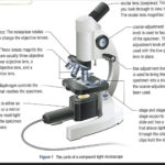 What Sort Of Microscopes Are Used In Schools And Universities For Using A Compound Light Microscope Worksheet