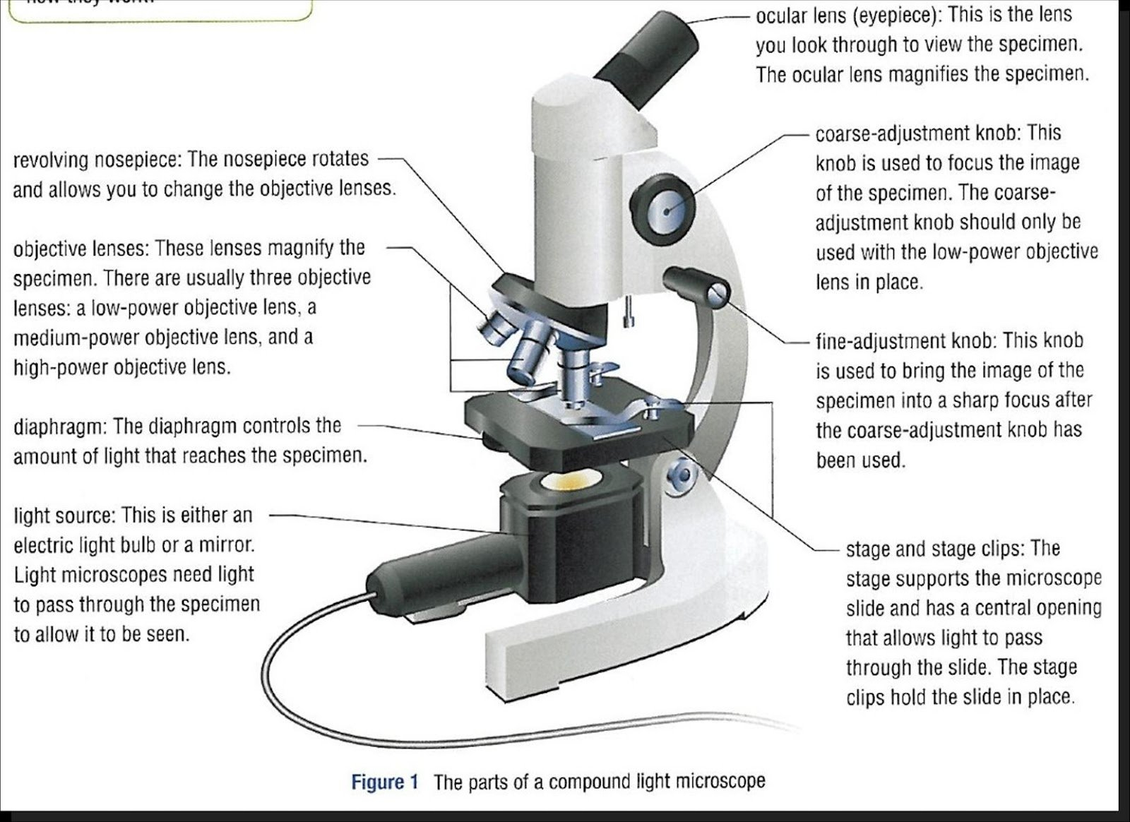 What Sort Of Microscopes Are Used In Schools And Universities For Using A Compound Light Microscope Worksheet