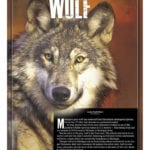 Wolves In Yellowstone Student Worksheet Answers  Briefencounters And Wolves In Yellowstone Student Worksheet Answers