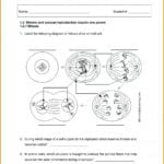 Worksheet 39 Mitosis Sequencing Answers  Lobo Black With Regard To Worksheet 3 9 Mitosis Sequencing Answers