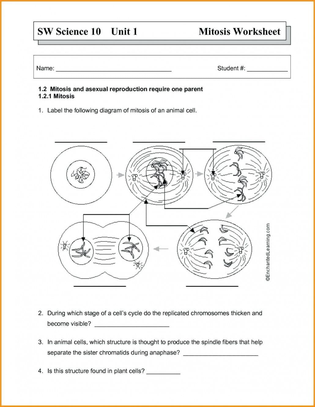 Worksheet 39 Mitosis Sequencing Answers  Lobo Black With Regard To Worksheet 3 9 Mitosis Sequencing Answers