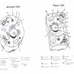 Worksheet Cell Worksheets Plant Cell Essay Animal Worksheet Within Plant Cell Worksheet