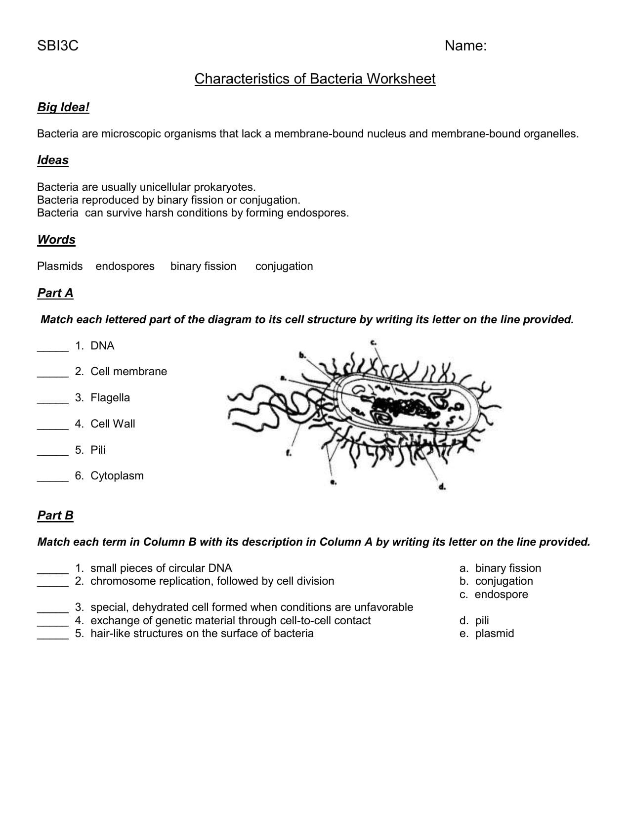 Worksheet  Characteristics Of Bacteria  Oiseis Regarding Characteristics Of Bacteria Worksheet